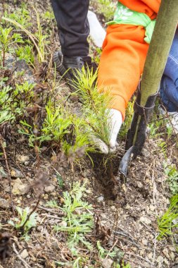 Sedir fidanları dikmek. Cedar. fidanları yakın çekim yeşil