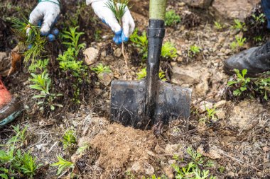 Sedir fidanları dikmek. Cedar. fidanları yakın çekim yeşil