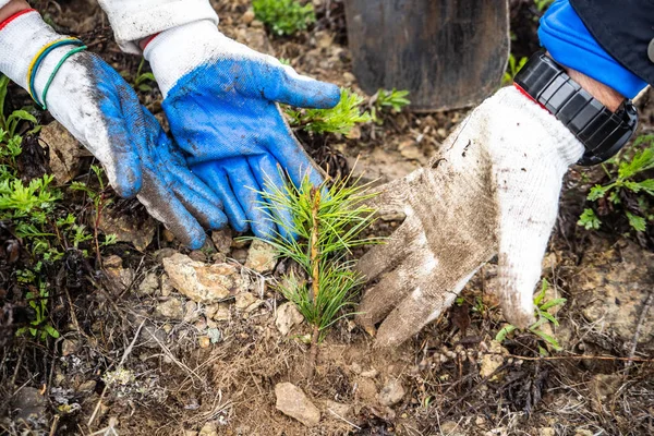 Planting cedar seedlings. cedar. seedlings close-up green — Stock Photo, Image