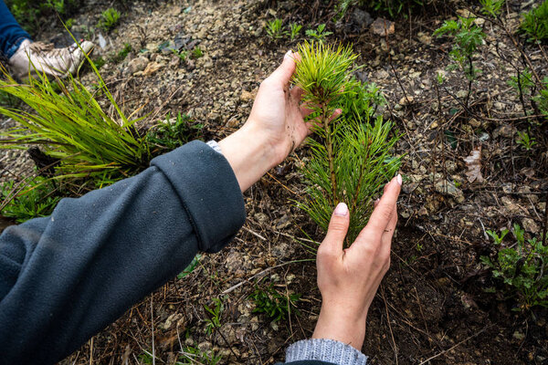 planting cedar seedlings. cedar. seedlings close-up green