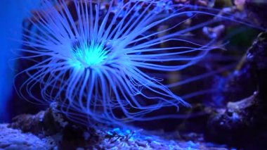 Mavi Ay Denizanası Okyanusta Yüzme