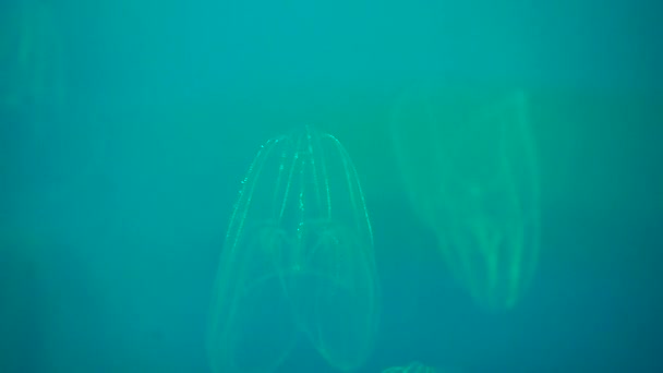 Blue Moon Jellyfish Swimming In Ocean — Stock Video
