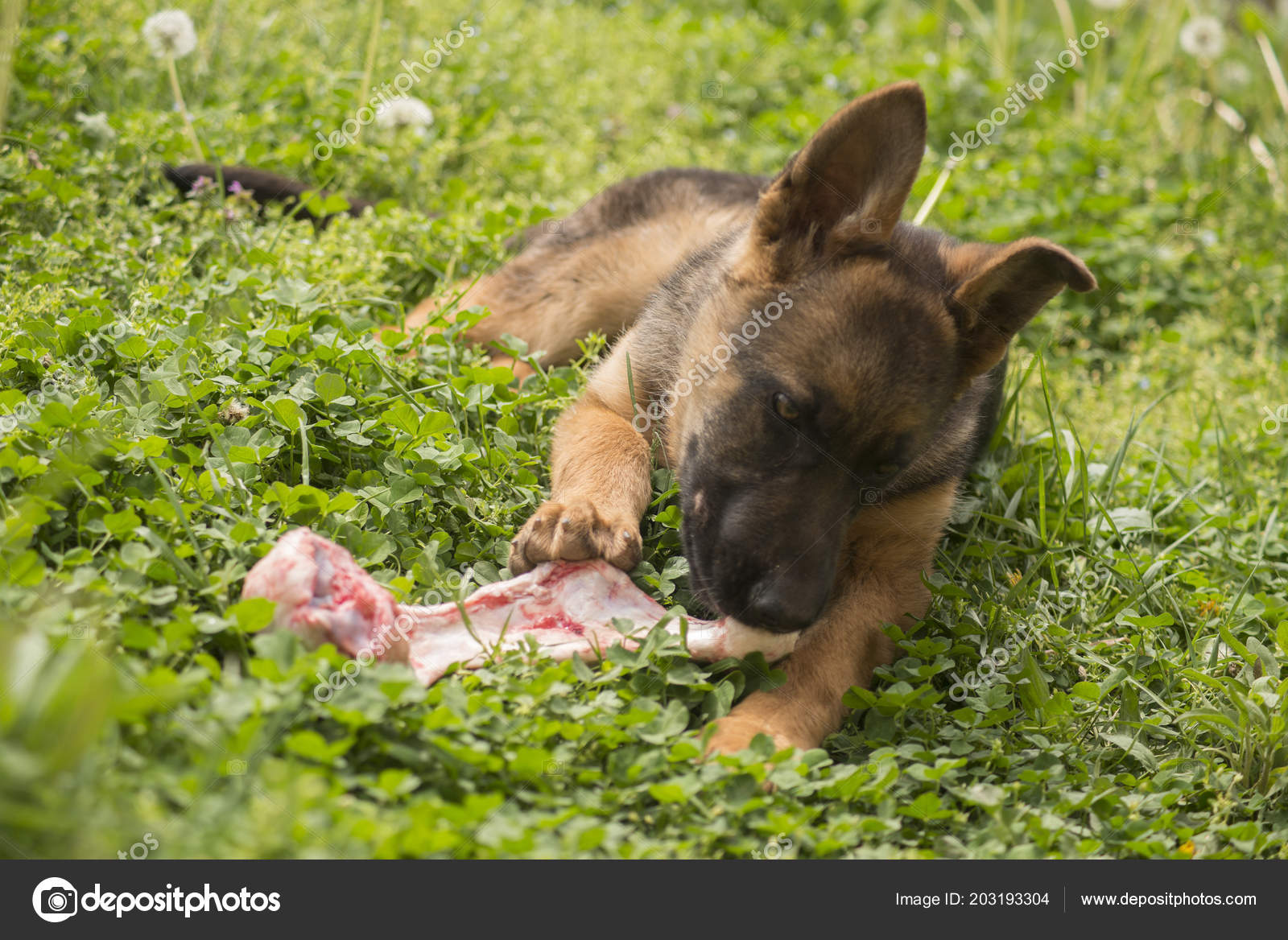 Are Rawhide Bones Safe For German Shepherds