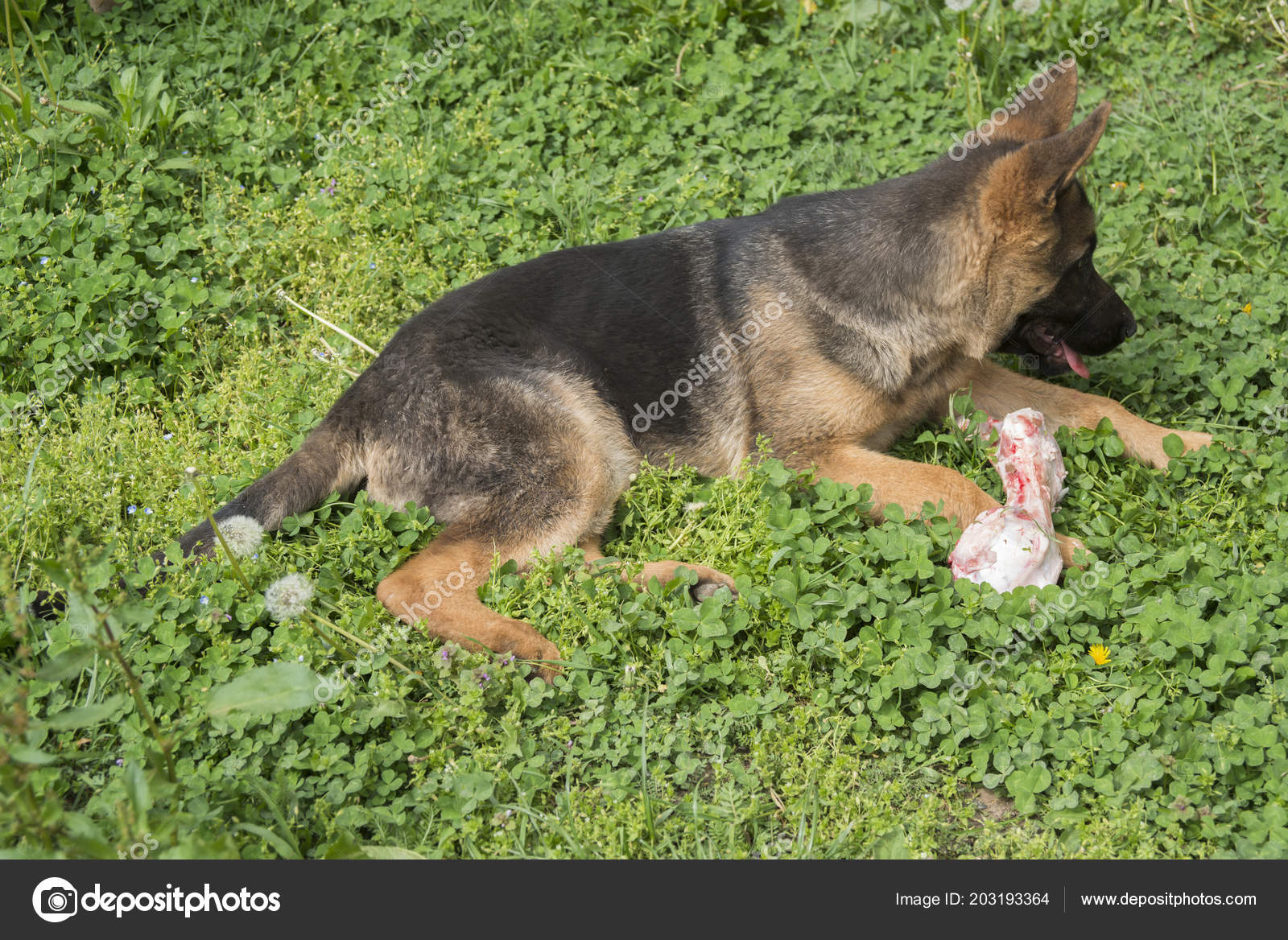 Are Bones Good For German Shepherds