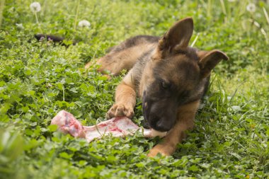 Alman çoban köpek yavrusu yiyecek, çiğnemek ve ham bir kemik yarım bayt