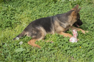 Alman çoban köpek yavrusu yiyecek, çiğnemek ve ham bir kemik yarım bayt