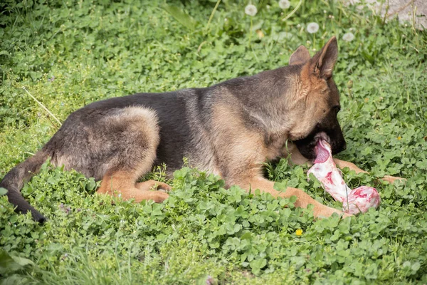 Puppy German Shepherd Dog Eat Chew Nibble Raw Bone — Stock Photo, Image