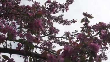 Kamera elma ağacı çiçek açması kırmızı çiçekler güneşli bahar günü içinde taşır.