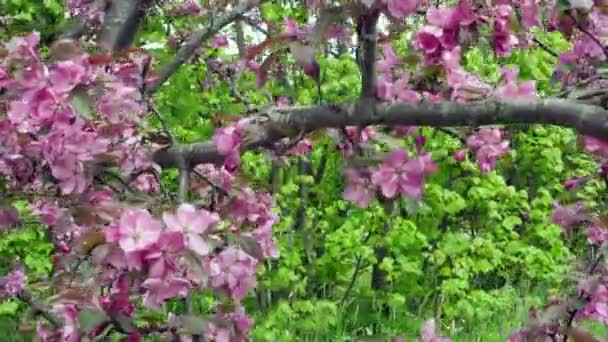 カメラは晴れた春の日に赤い花を咲かせてアップル ツリーに沿って移動します。 — ストック動画