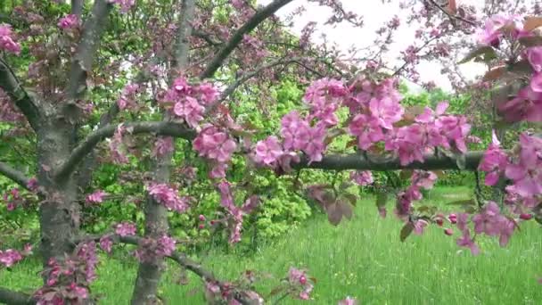 The camera moves along the apple-tree blossoming red flowers in sunny spring day — Stock Video