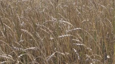 Alan altın olgun buğday yaz güneşli bir günde hasat için hazır