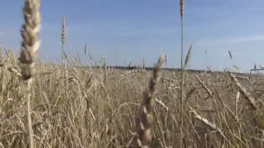 Kamera altın olgun buğday tarlasında hareket ediyor Yazın güneşli bir günde hasat edilmeye hazır