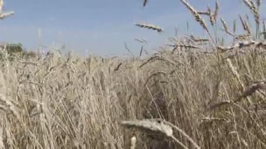 Kamera altın olgun buğday tarlasında hareket ediyor Yazın güneşli bir günde hasat edilmeye hazır