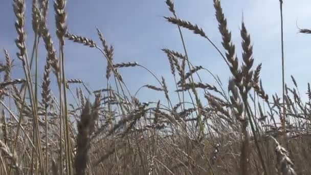 Поле из пшеницы, созревшей золотом, готово к уборке в летний солнечный день — стоковое видео
