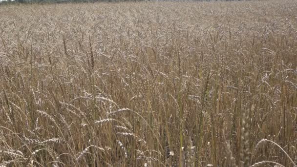 여름 맑은 날에 수확 될 준비가 황금 익은 밀의 분야 — 비디오