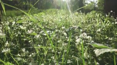 Rüzgârla sallanan vahşi Stellaria beyaz çiçekler. Karanfilgiller ailesindeki bir cins tür çiçekli bitkiler Spring.Stellaria olduğunu
