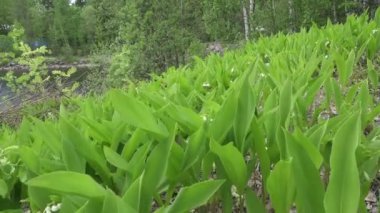kamera bahar tahtaya uzunlamasına bir glade ile bir lily vadi yaprakları taşır
