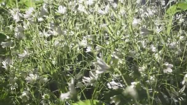 Vad Stellaria fehér virágok lengett a szél. Spring.Stellaria egy nemhez tartozó fajok a virágos növények a család Caryophyllaceae — Stock videók