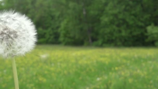 Pitypang magok, hogy fújt, és van egy zöld háttér a repülő — Stock videók