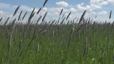 Güçlü rüzgar yaz güneşli gün alanında Timothy çimen Phleum pratense zorluğunu