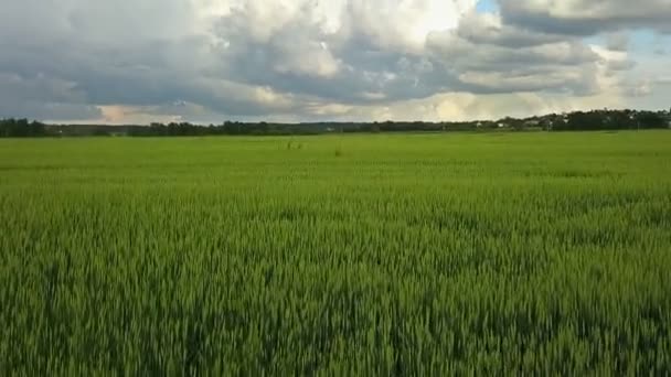 Drone aéreo disparó sobre el campo de trigo verde grande contra el fondo del cielo con hermosas nubes en el día soleado — Vídeo de stock