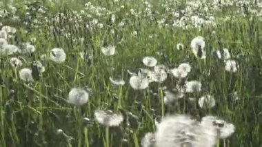 Karahindiba alanında beyaz arka plan beyaz bulutlar yürüme mesafesinde gimbal sabitleyici ile gökyüzünün yaz güneşli gün