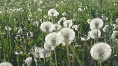 Karahindiba alanında beyaz arka plan beyaz bulutlar yürüme mesafesinde gimbal sabitleyici ile gökyüzünün yaz güneşli gün