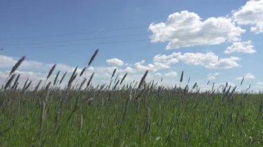 Güçlü rüzgar yaz güneşli gün alanında Timothy çimen Phleum pratense zorluğunu