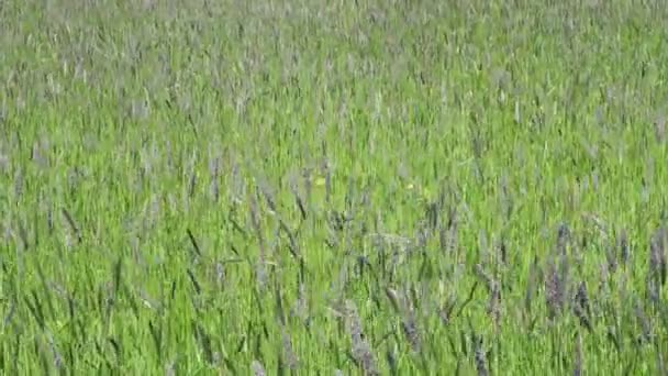 Vento Forte Inclina Timothy Grama Phleum Pratense Campo Para Dia — Vídeo de Stock