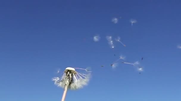 Вітер дме детонатори з насінням з білої кульбаби на тлі блакитного неба, повільний рух — стокове відео