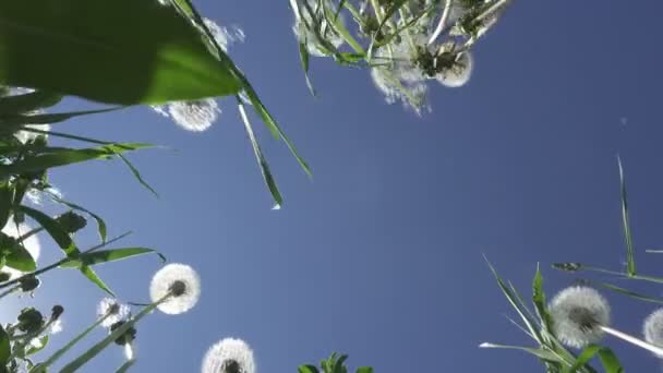 Vista inferior en el campo de diente de león blanco en verano día soleado contra el fondo del cielo con nubes blancas — Vídeos de Stock