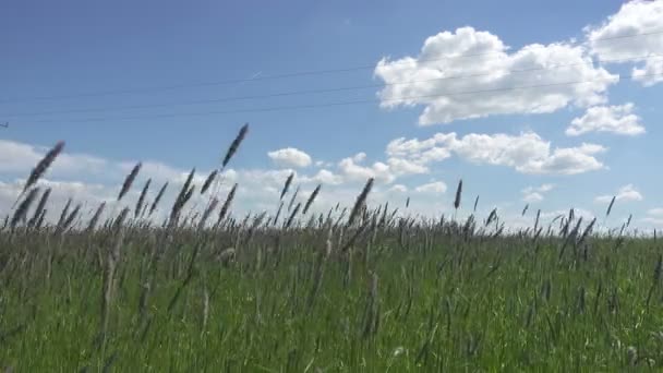 The strong wind inclines Timothy-grass Phleum pratense in field to summer sunny day — Stock Video