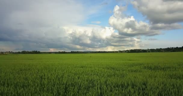 Aerial Drone Shot over Large Green Wheat Field against the background of the sky with beautiful clouds in sunny day — Stock Video