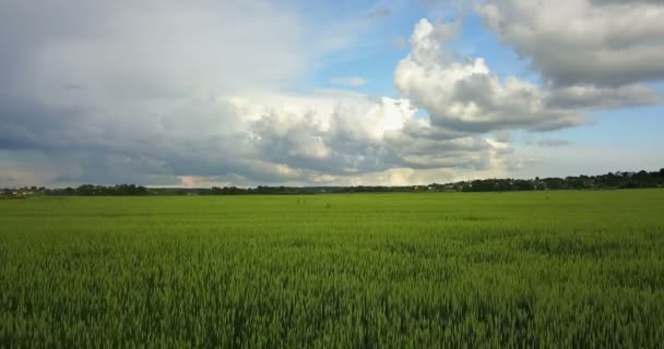 Drone aérien tiré sur un grand champ de blé vert sur le fond du ciel avec de beaux nuages par temps ensoleillé — Video