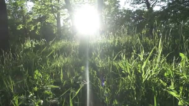 サンセットの林。夕暮れ時の森の美しい自然。太陽の光線は、木や草によって彼らの方法を作る。太陽の光が木の幹を通過 — ストック動画