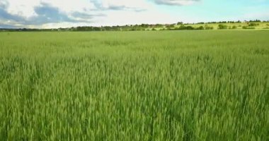 Büyük yeşil buğday alan gökyüzü gün güneşli güzel bulutlarda ile arka planı üzerinde hava uçak atış,