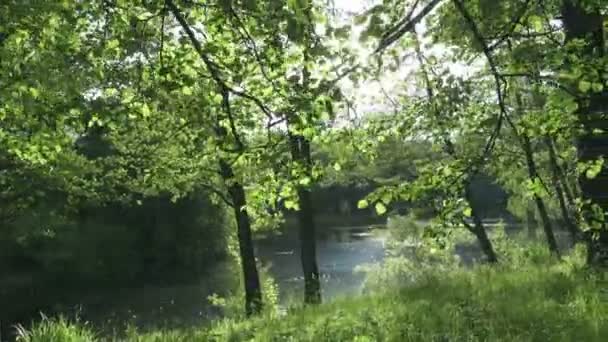 La caméra se déplace le long de la côte du lac plat à la journée ensoleillée d'été. Les rayons du soleil brillent dans la caméra à travers les feuilles des arbres 
