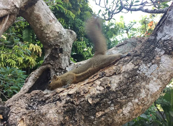 Den Tropiska Ekorren Callosciurus Erythraeus Gren Ett Träd Med Mutter — Stockfoto