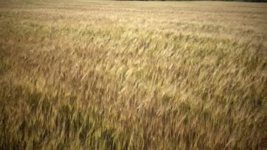 Rüzgar olgun buğday ve çavdar bir yaz güneşli bir günde, yakın yukarı sallanır,