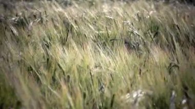 Rüzgar olgun buğday ve çavdar bir yaz güneşli bir günde, yakın yukarı sallanır