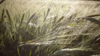 Rüzgar olgun buğday ve çavdar bir yaz güneşli bir günde, yakın yukarı sallanır