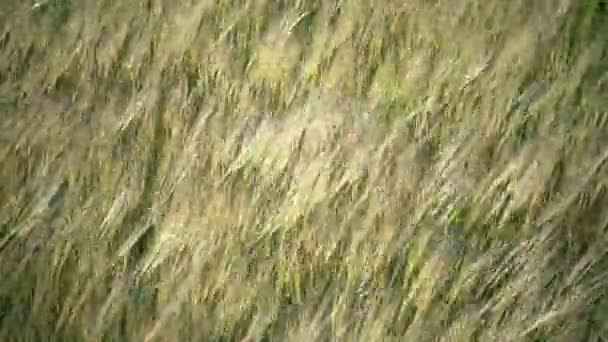 Wind schommels oren van rijpe tarwe en een rogge in zonnige zomerdag, Close up — Stockvideo