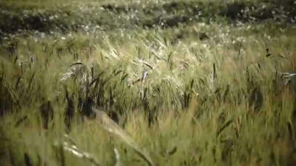 Wind schommels oren van rijpe tarwe en een rogge in zonnige zomerdag, Close up — Stockvideo