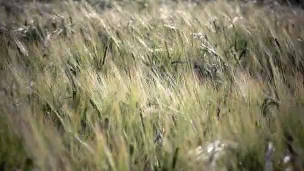 Wind schommels oren van rijpe tarwe en een rogge in zonnige zomerdag, Close up — Stockvideo