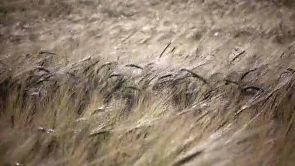 Wind swings ears of ripe wheat and a rye in summer sunny day, Close up — Stock Video