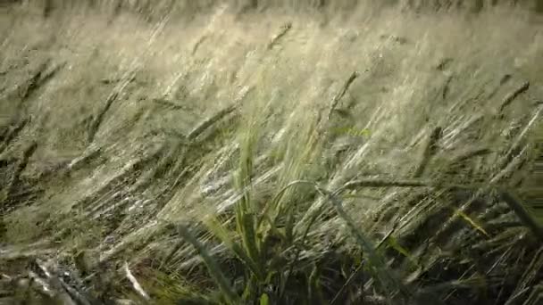 Wind schommels oren van rijpe tarwe en een rogge in zonnige zomerdag, Close up — Stockvideo