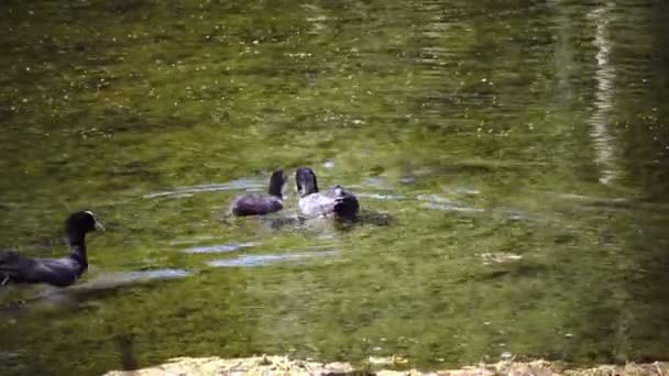 De Zomertaling spatel querquedula is een kleine eend float in water en duik onder in de zonnige dag — Stockvideo