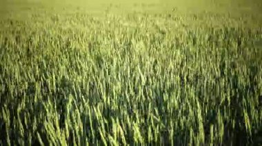 Rüzgar Panorama kulakları yeşil buğday yaz güneşli bir günde sallanır.