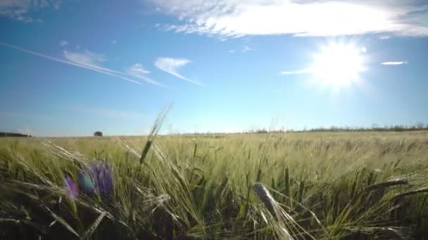 Cámara se mueve con espigas maduras de trigo y un centeno sobre el fondo del cielo azul con un sol brillante a través del campo — Vídeos de Stock