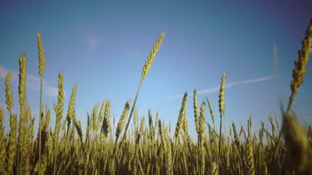 Камера рухається зі стиглими вухами пшениці на тлі блакитного неба до сонячного дня через поле — стокове відео